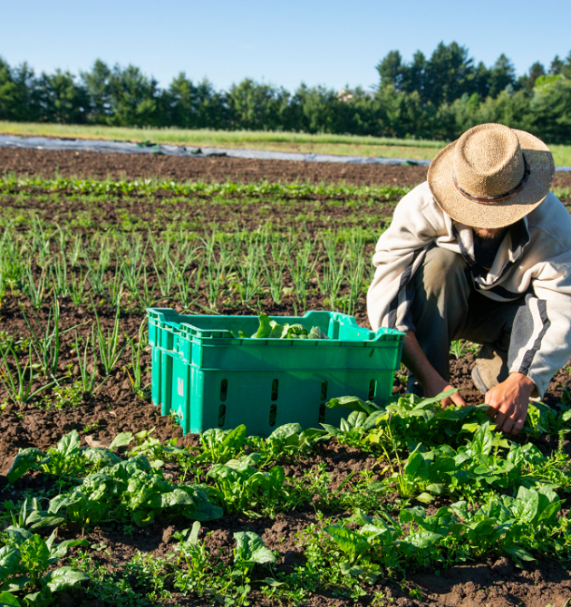 Farming & Traditional Food